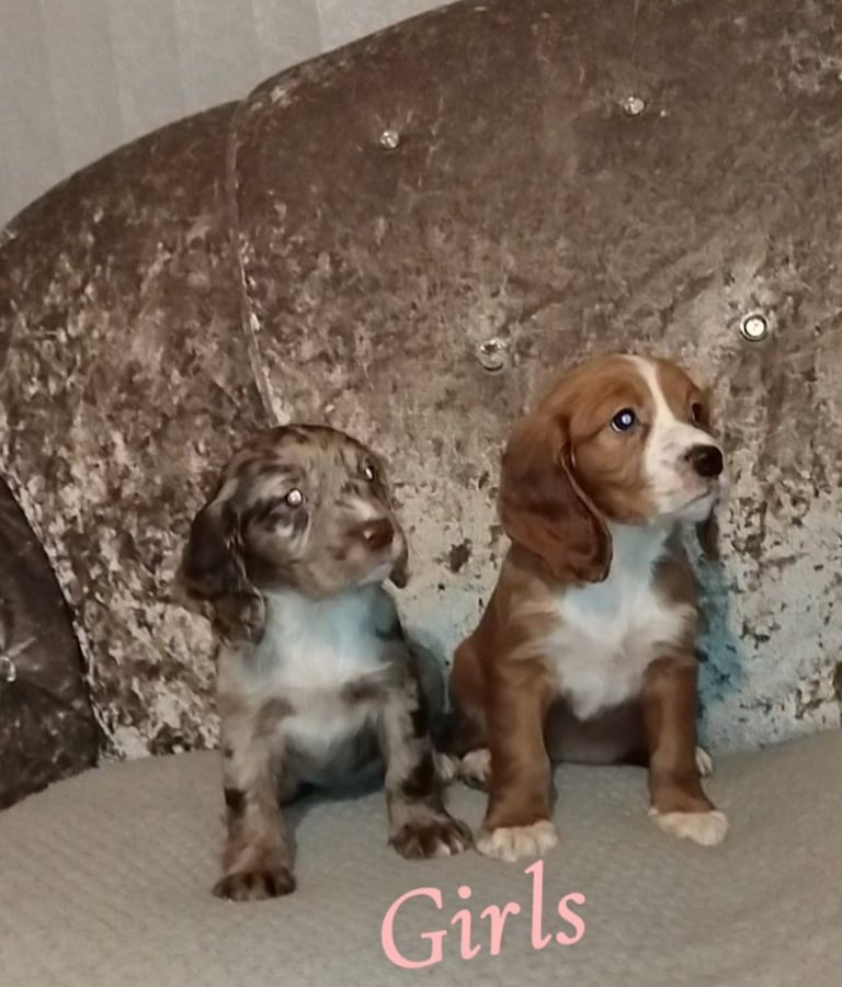 Cocker spaniel puppies 