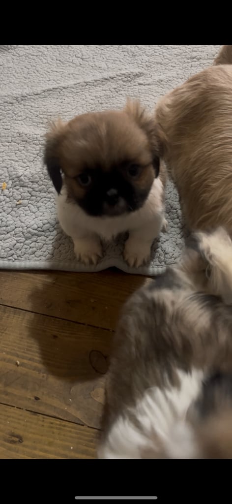 image for Shih tzu pups 2 boys left girl has sold
