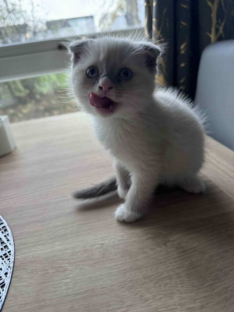 Kittens Scottish shorthair fold x Ragdoll
