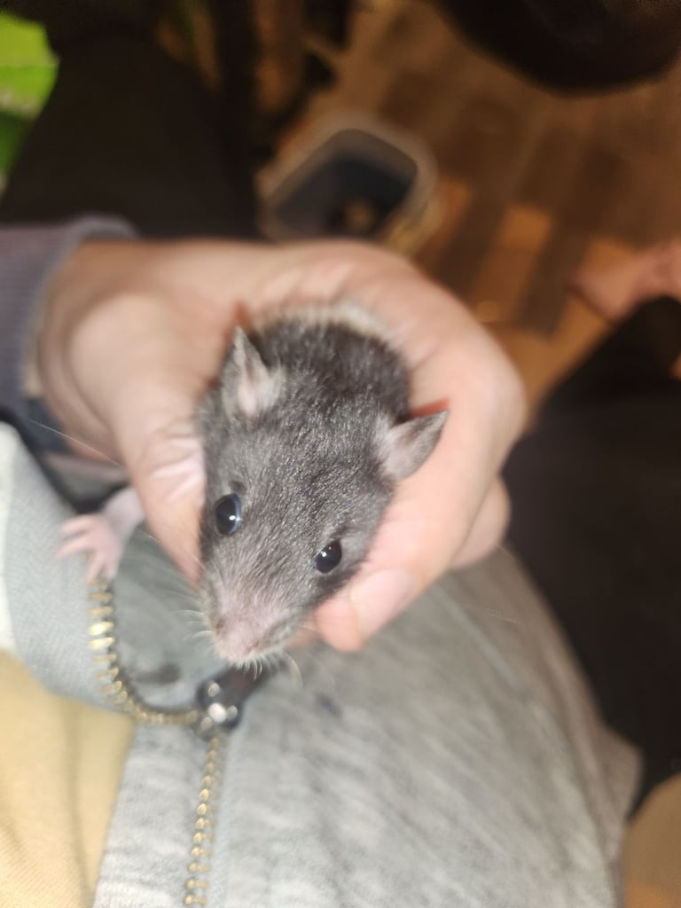 3 girls left Topeard&dumbos on way soon