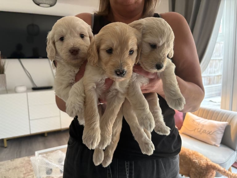 Labradoodle puppies 2 boys 3 girls 