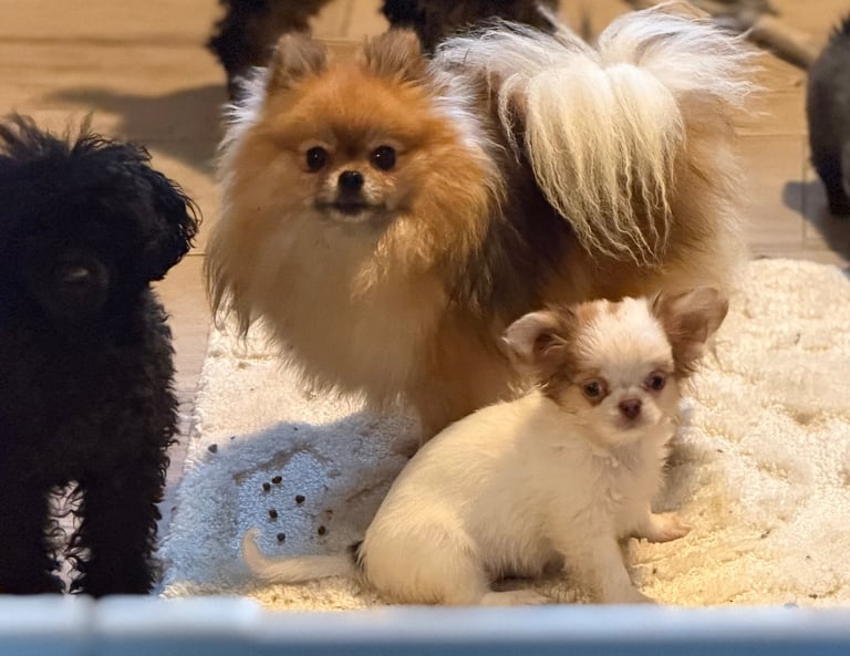 stunning tiny chihuahua boy 