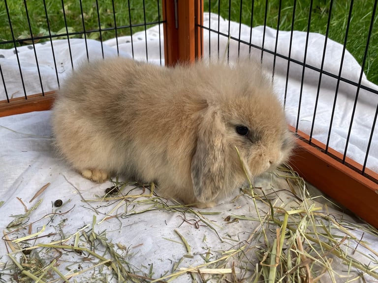 Mini Lion Lop Babies - 1 boy left 