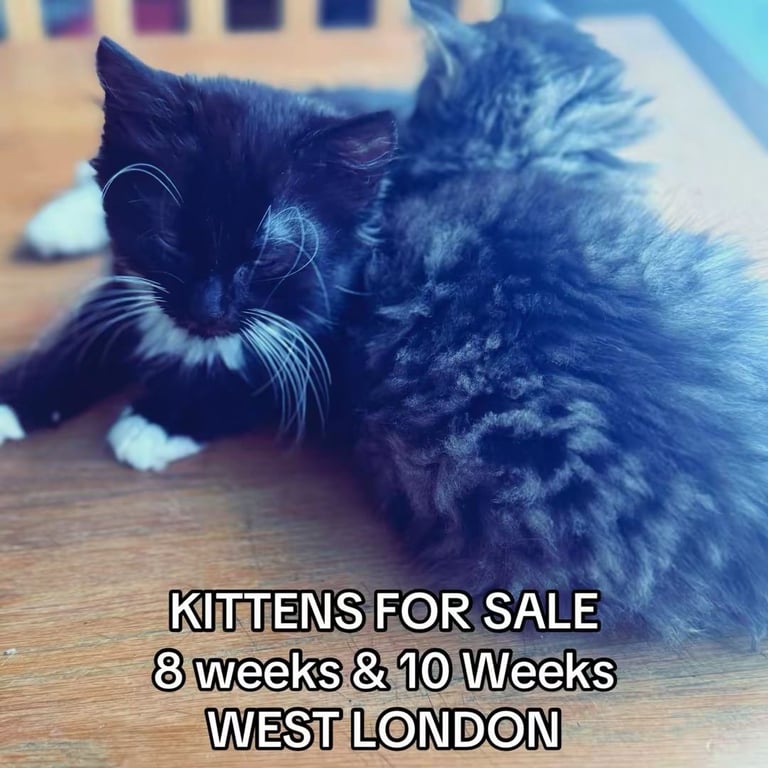 Kittens for sale 