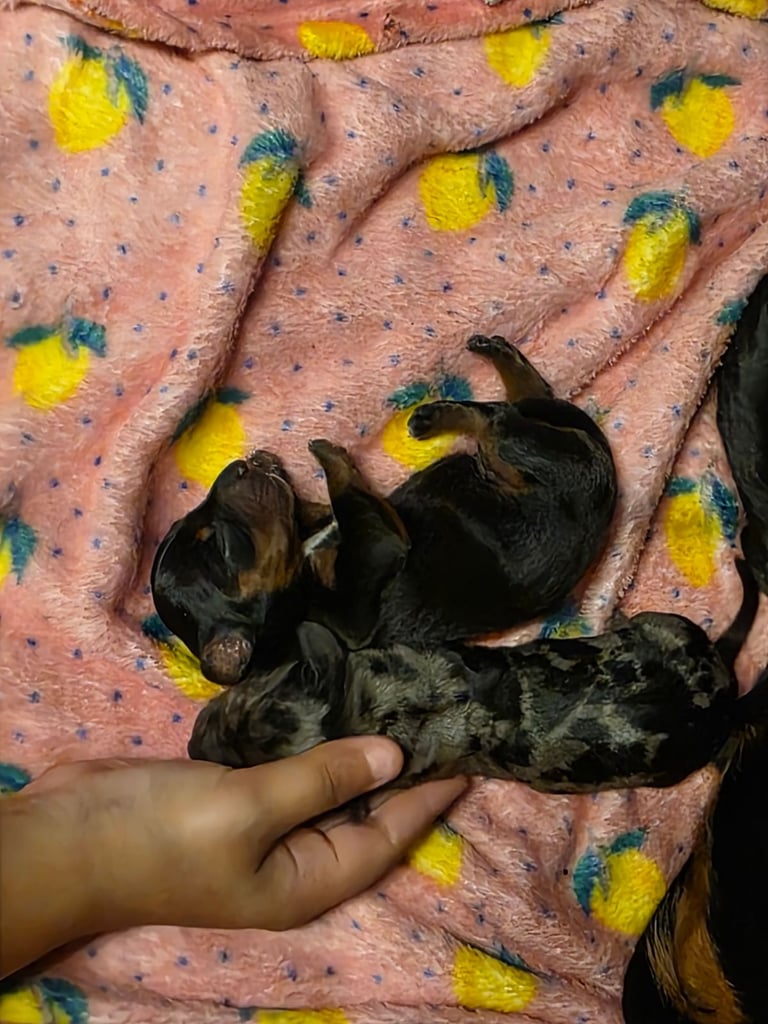 Miniature dachshunds 
