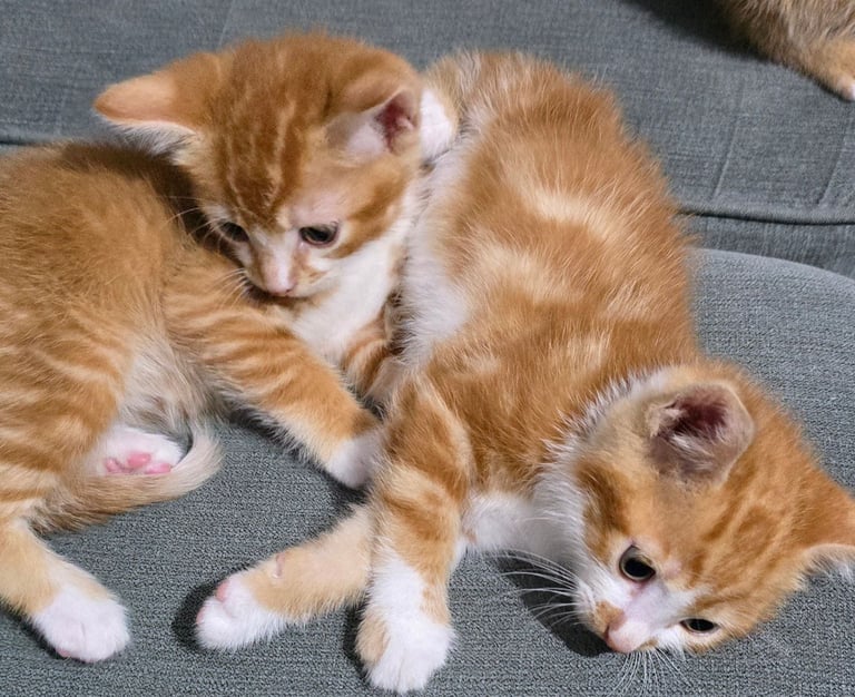image for 8 week old kittens