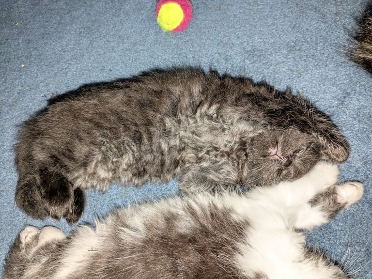 Maine Coon Cross Kittens 