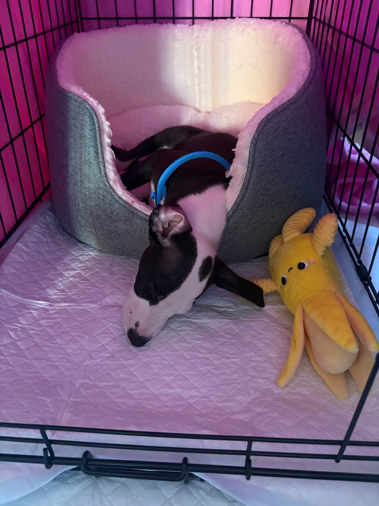 Lurcher puppy 8weeks