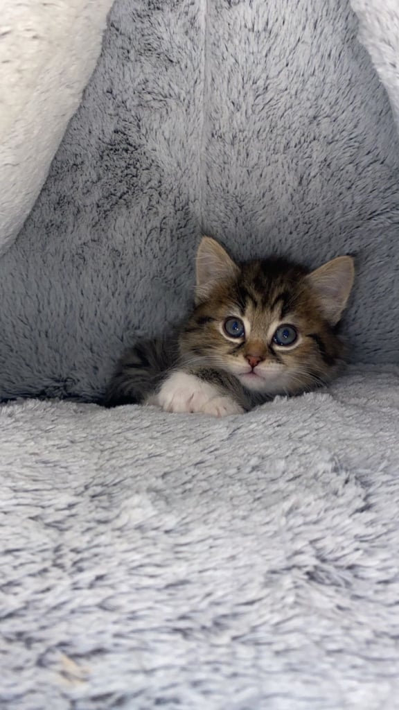 Adorable Kitten Ready For A New Home 🏡 