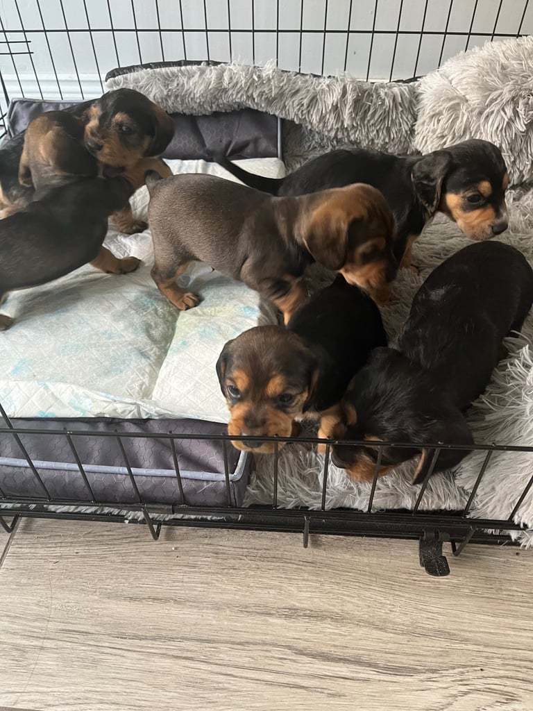 Doxle cross puppies 