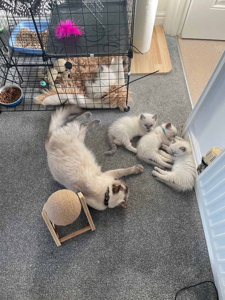 Ragdoll kittens 