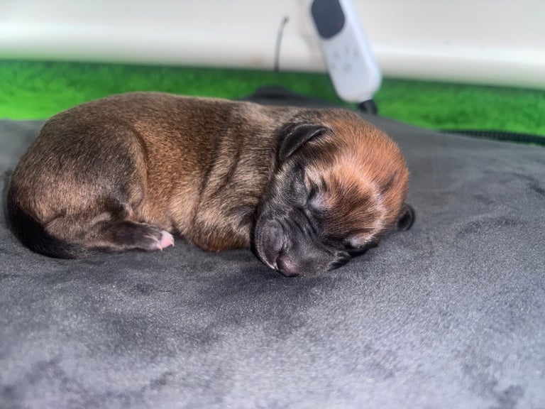 Saluki Bull Greyhound Puppies