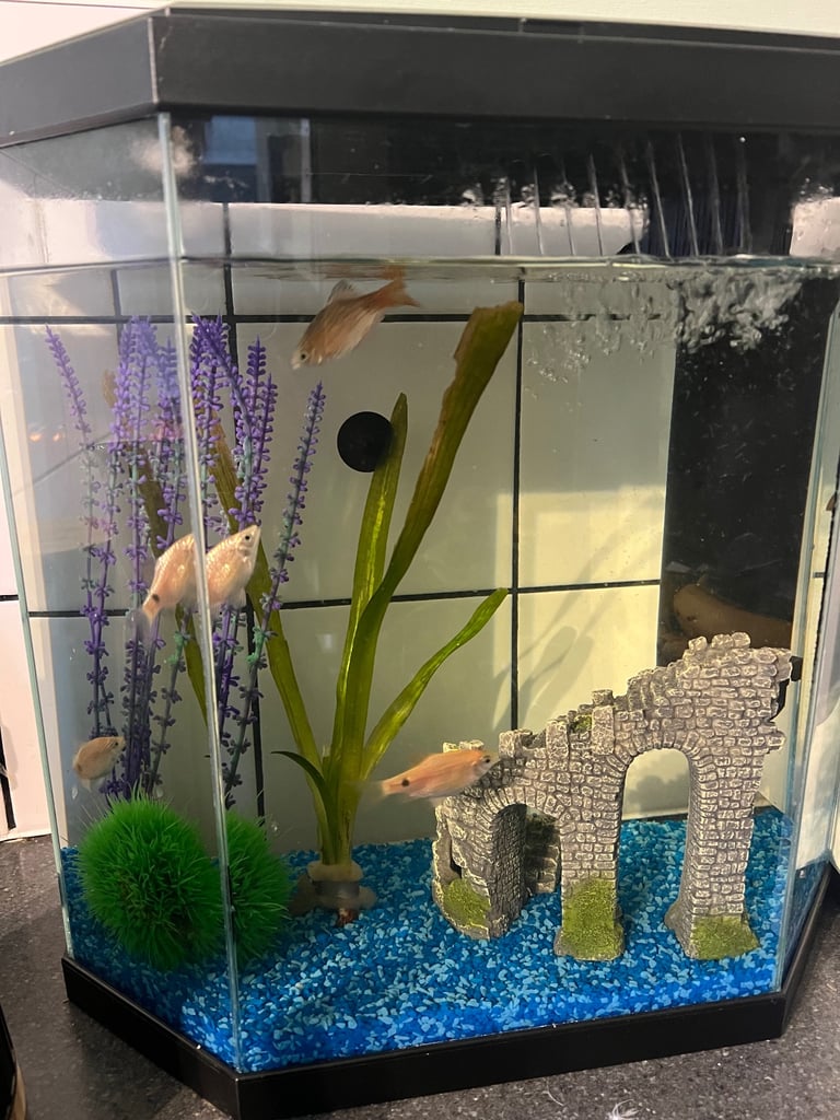   Free Cold water fish and tank