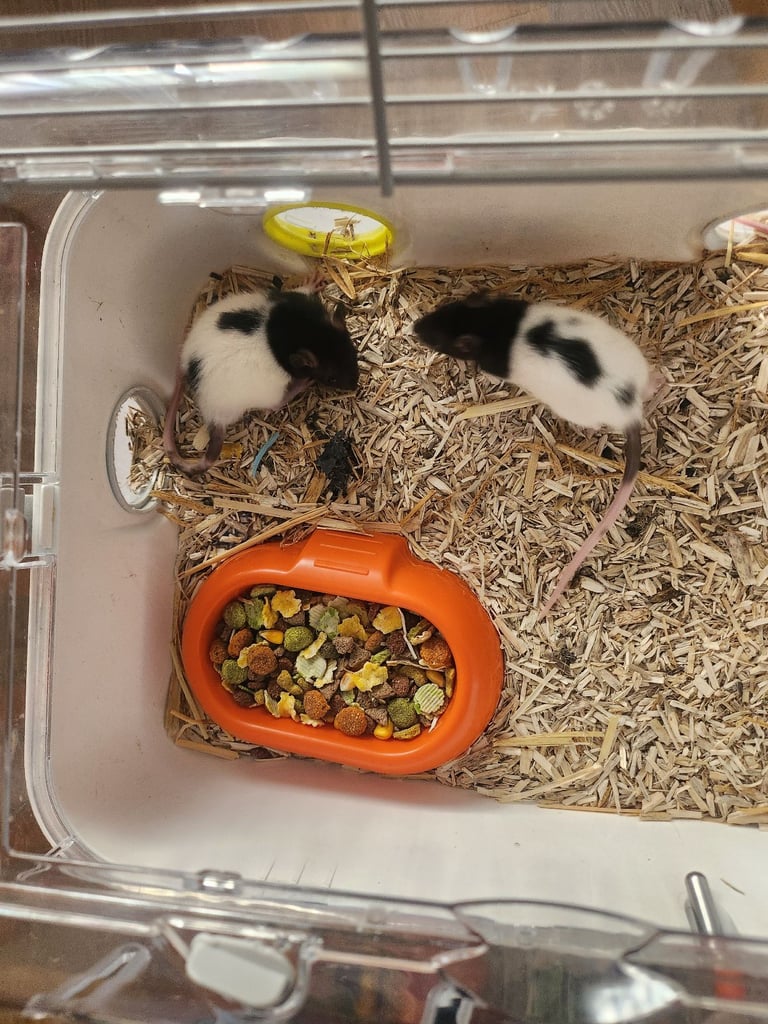 3 girls left Topeard&dumbos on way soon