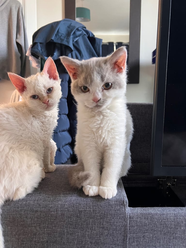 Beautiful SELKIRK REX kittens 😻