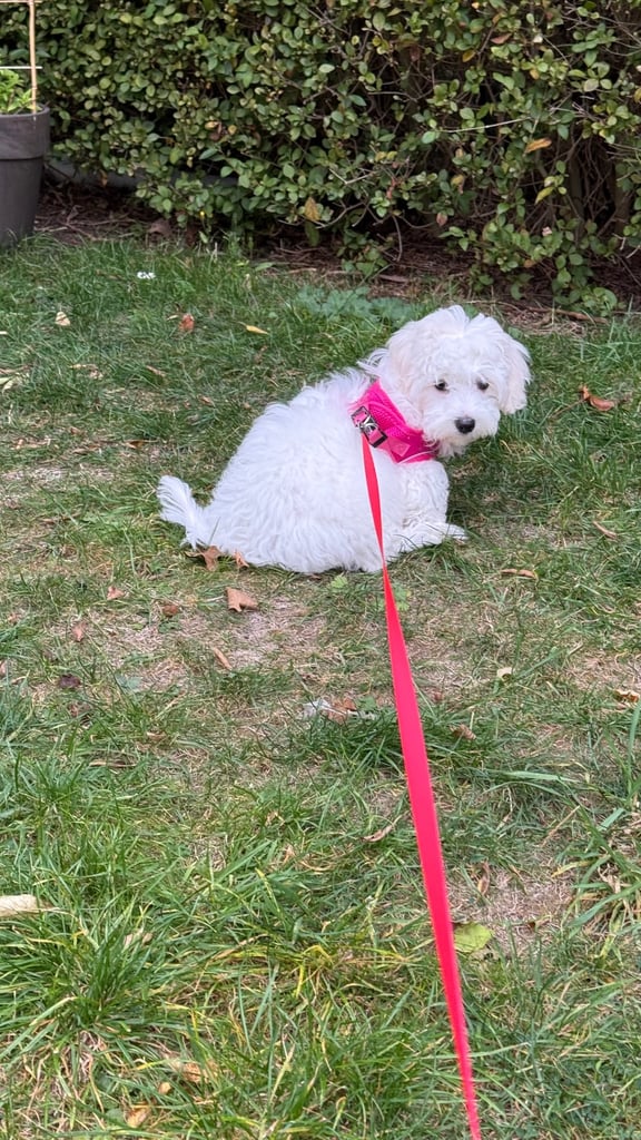 Maltese puppy