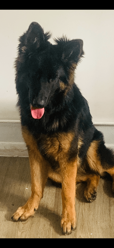 BEAUTIFUL GERMAN SHEPARD FEMALE 