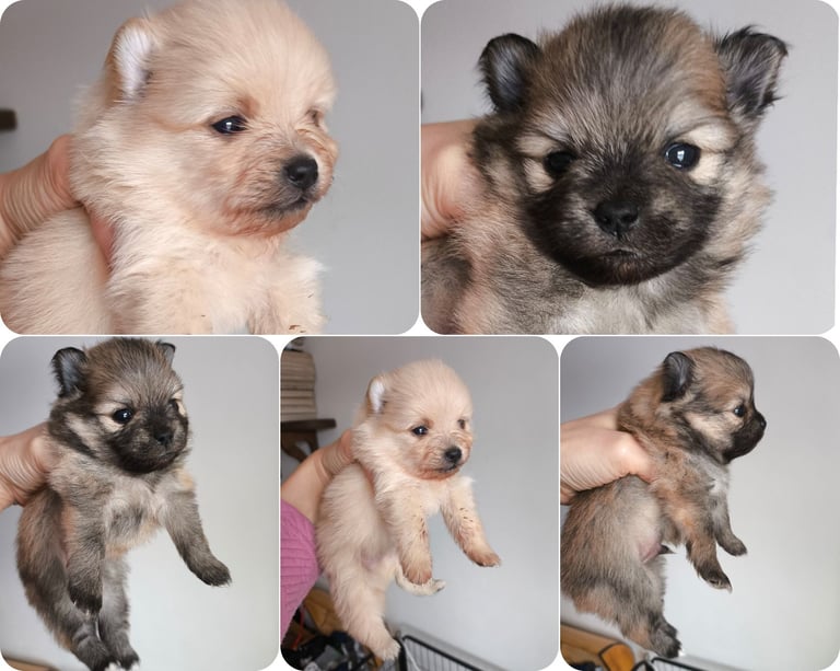 Pomeranian puppies - 2 boys
