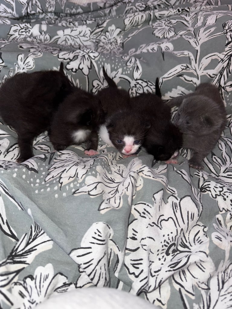 image for Kittens 