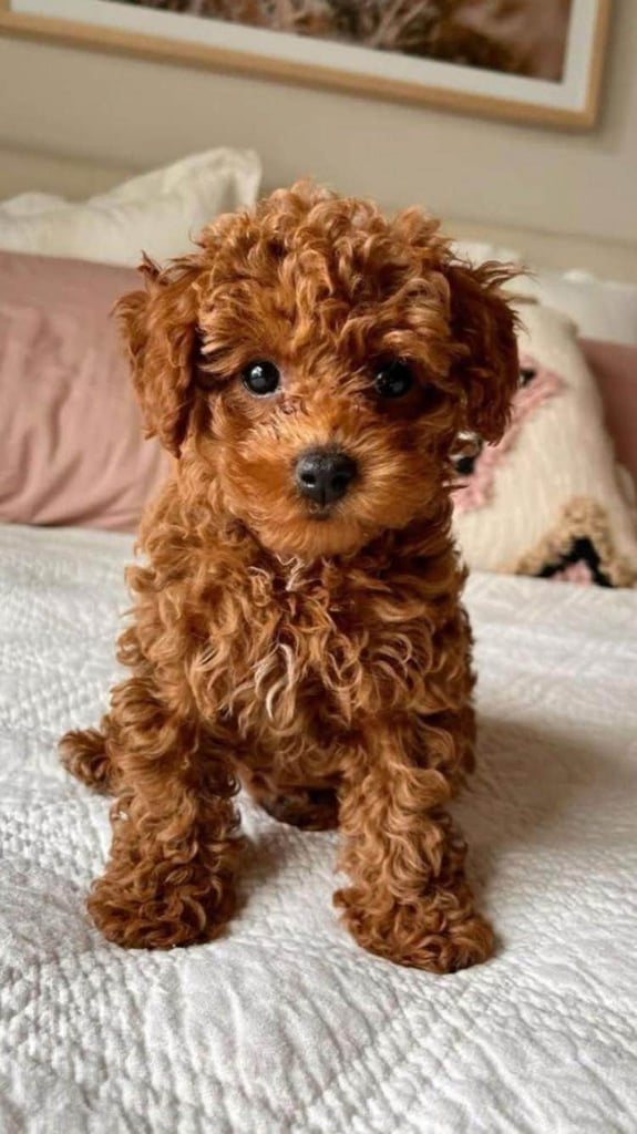 Cavapoo puppies 