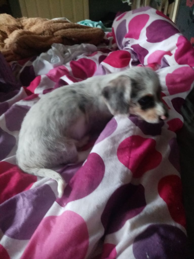 Dachshund miniture