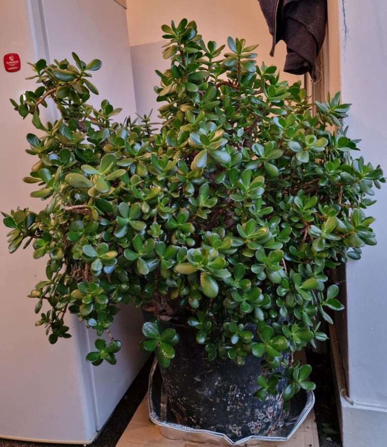 image for Large Money Tree Plant with Base Crassula Ovata Jade Plant Potted
