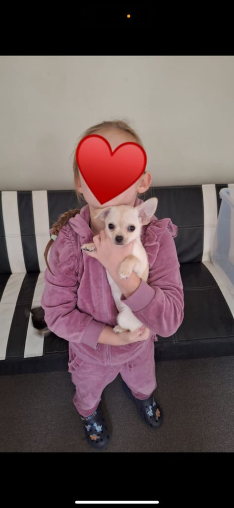 🐾BEAUTIFUL CHIHUAHUA PUPPIES🐾**READY NOW**