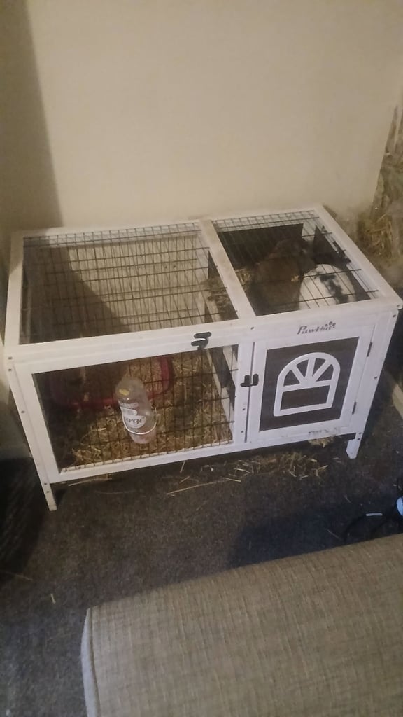 image for 2 house rabbits 
