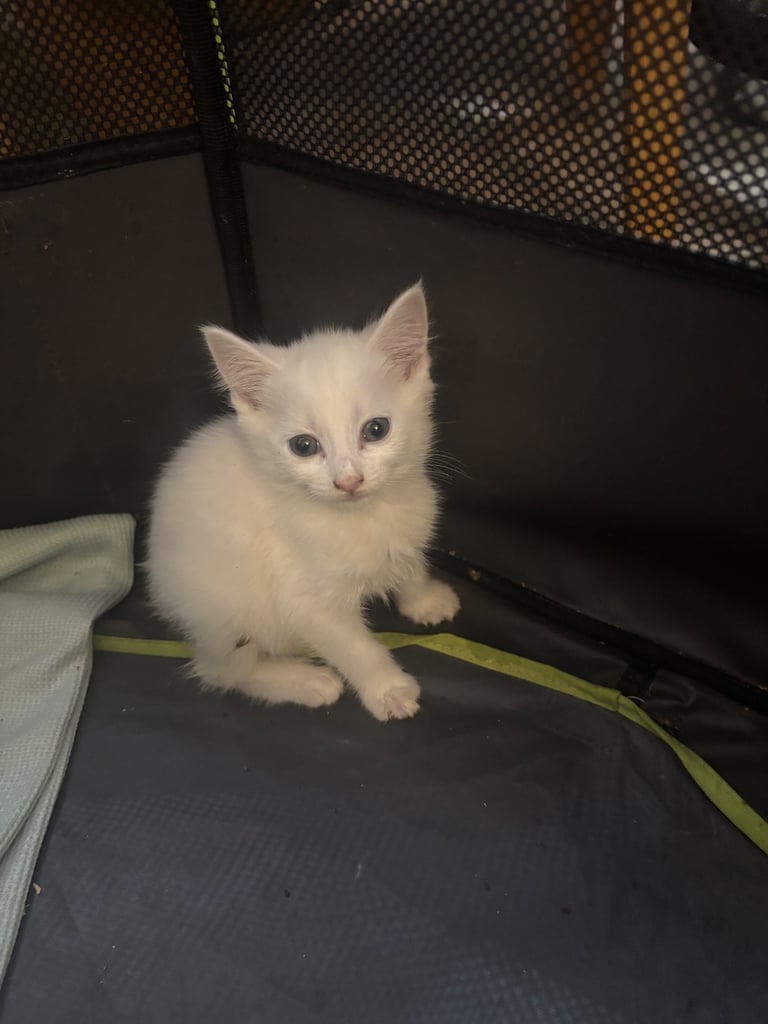 Maine coon / Turkish angora