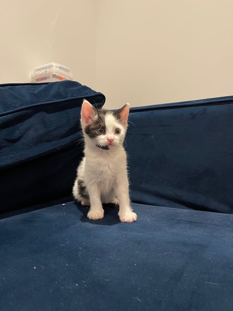 ADORABLE friendly male kitten 