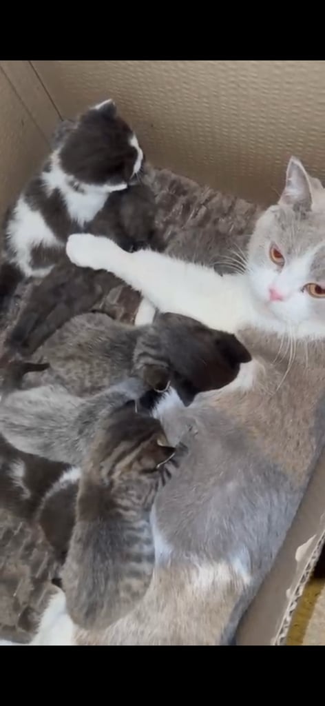 7 Kittens looking for their forever home