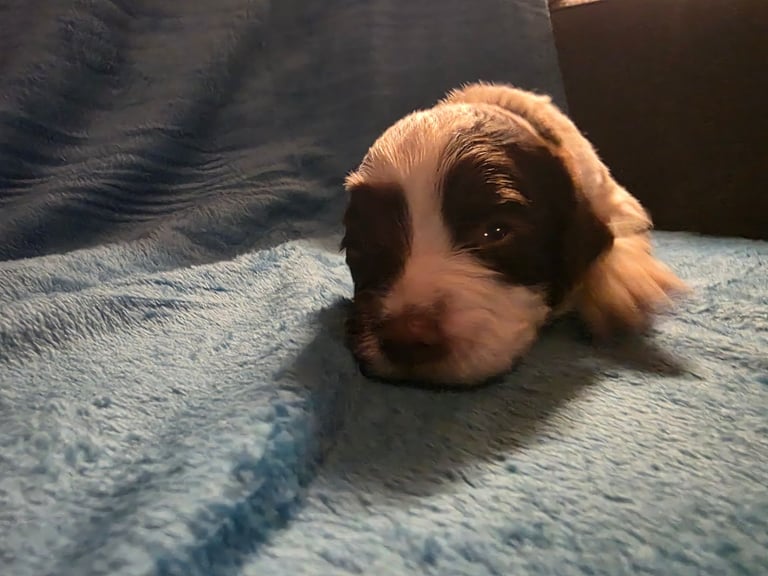 Springer spaniel pups 