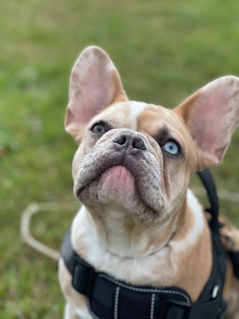 Frenchie male 