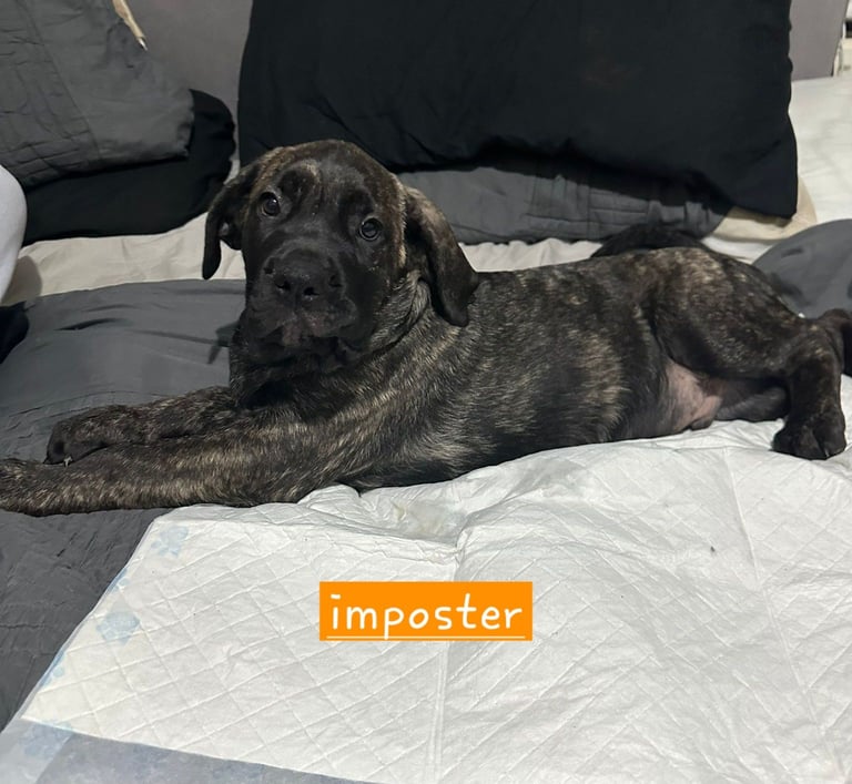 Pure presa Canario, 2years 6month old