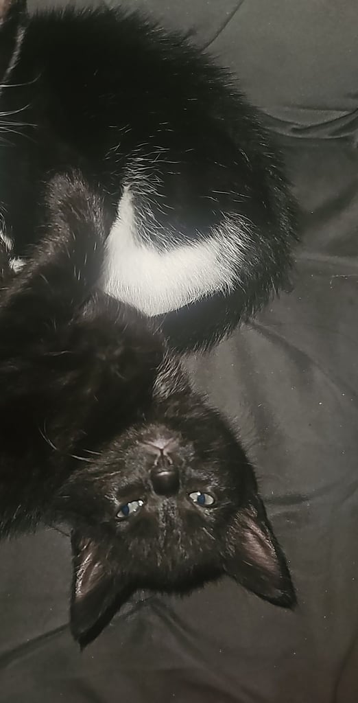 Black kittens for sale 