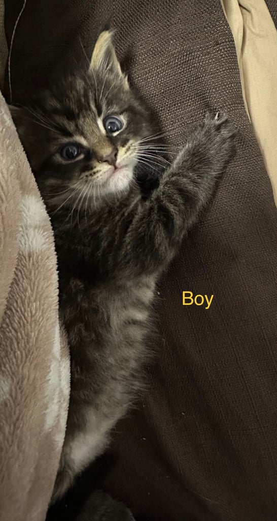 Ragdoll-Maincoon mix kittens
