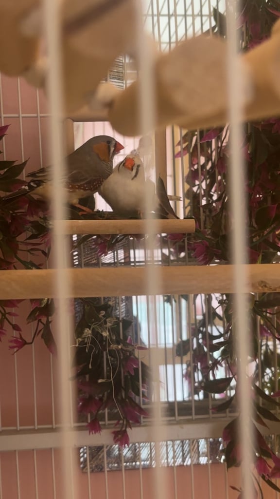 Male and female zebra finches with huge enclosure 