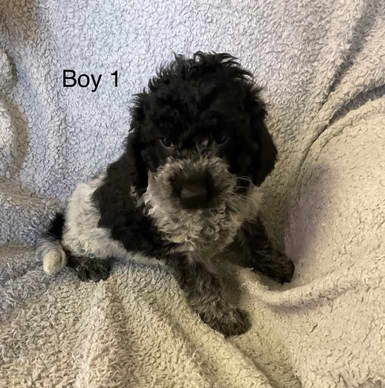 Spanish water dogs for sale 