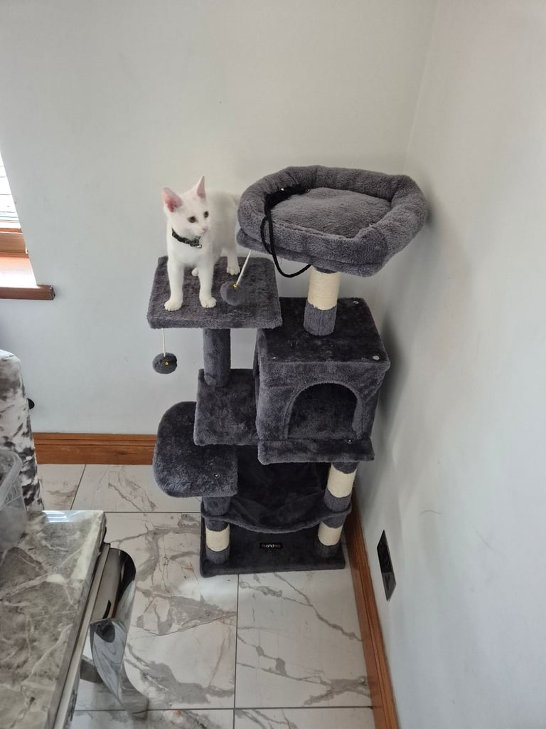 White kitten