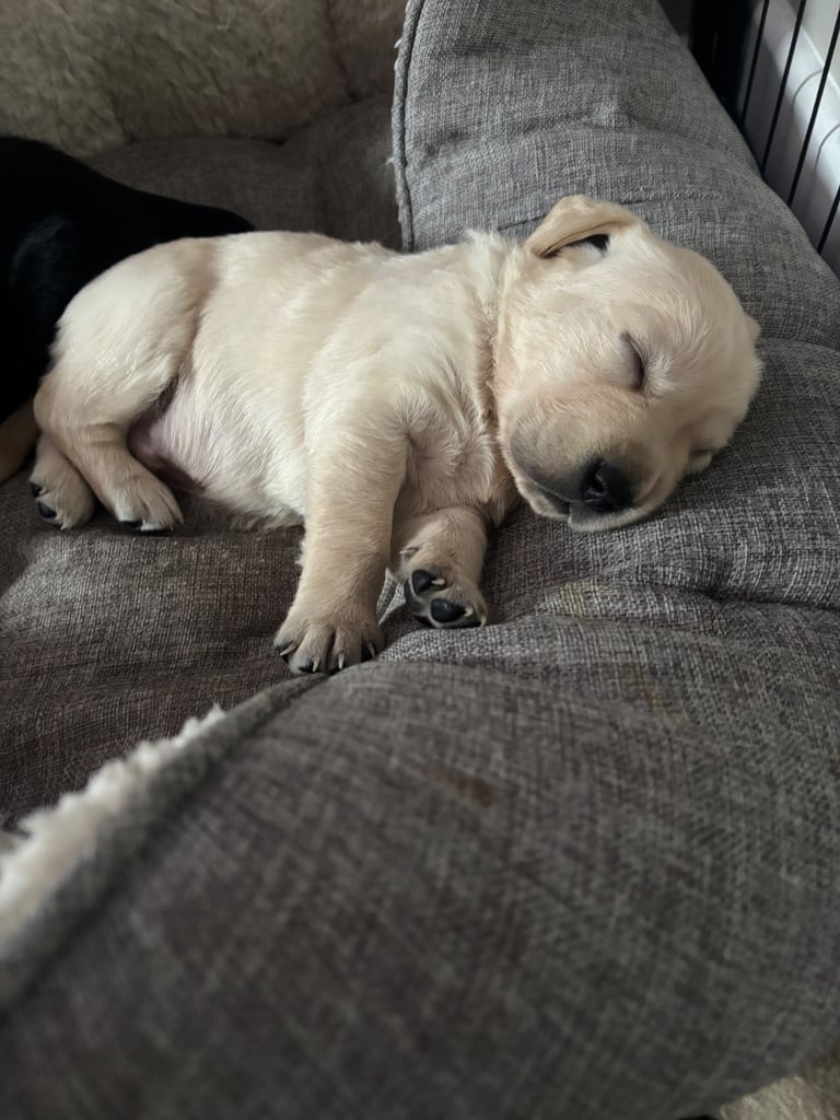 image for Goldador puppies 