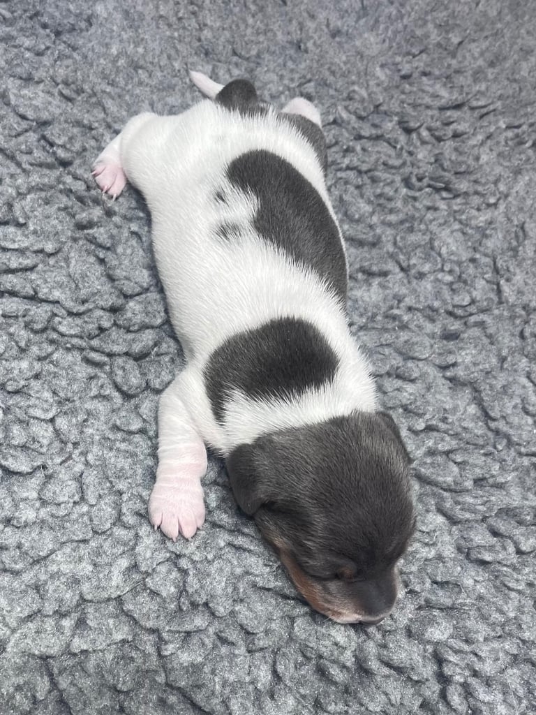 Miniature dachshunds