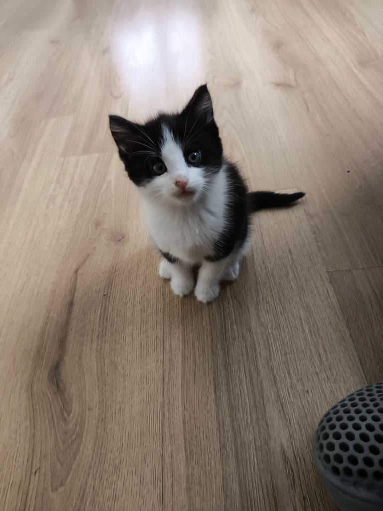 Nice kittens ready for their own home