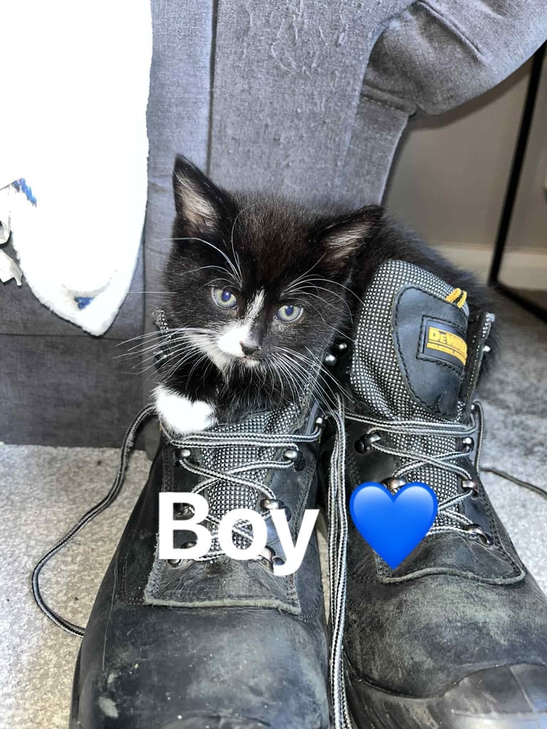image for 3 male kittens 