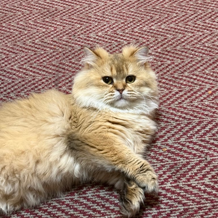 Leo - Persian Male Cat