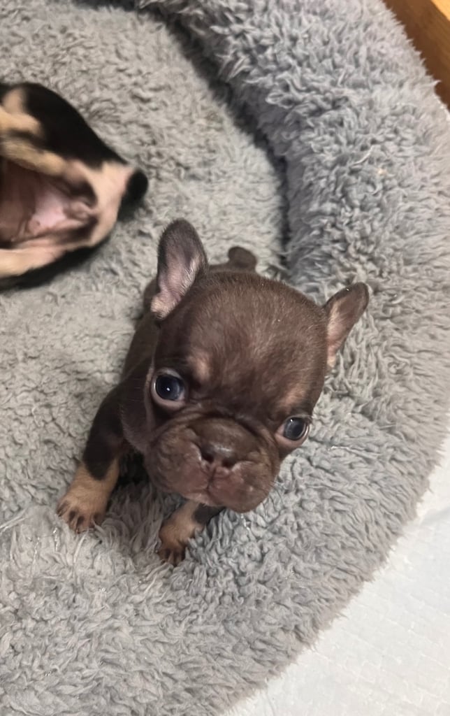 🩷FRENCHIE PUPS FOR SALE🩷
