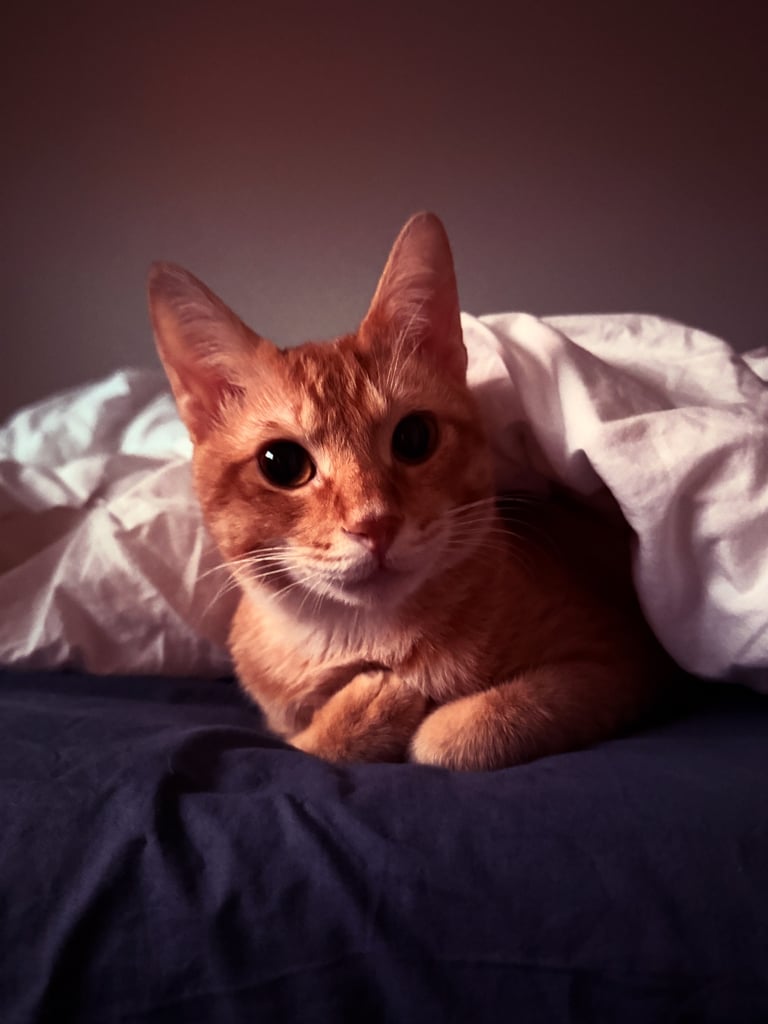 Cat (and small pet) boarding now available in Springburn, G21