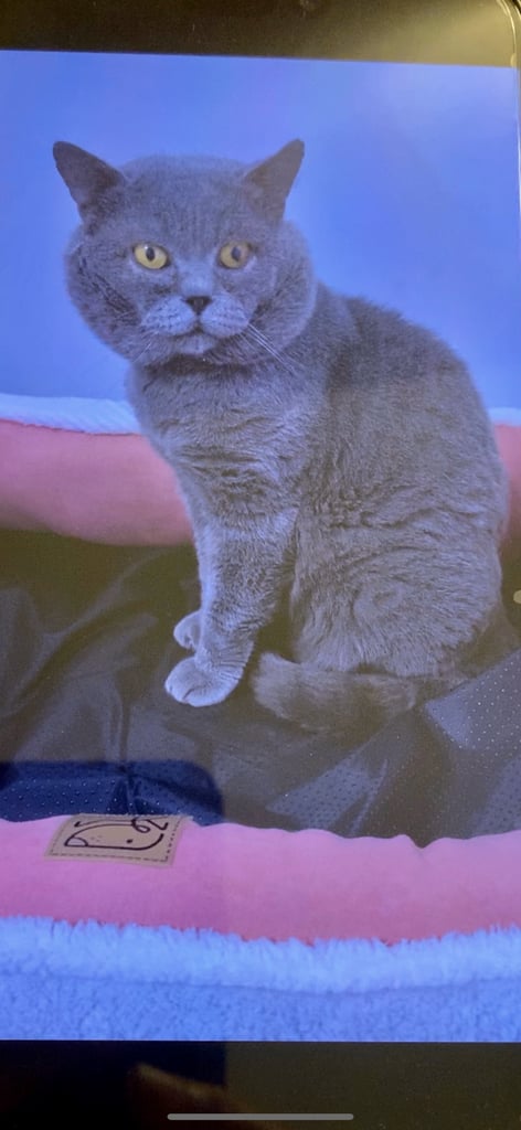 2 female cats and 1 male British shorthair and 1 kitten persian cross British shorthair