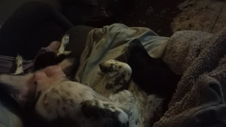 Collie puppies for sale 