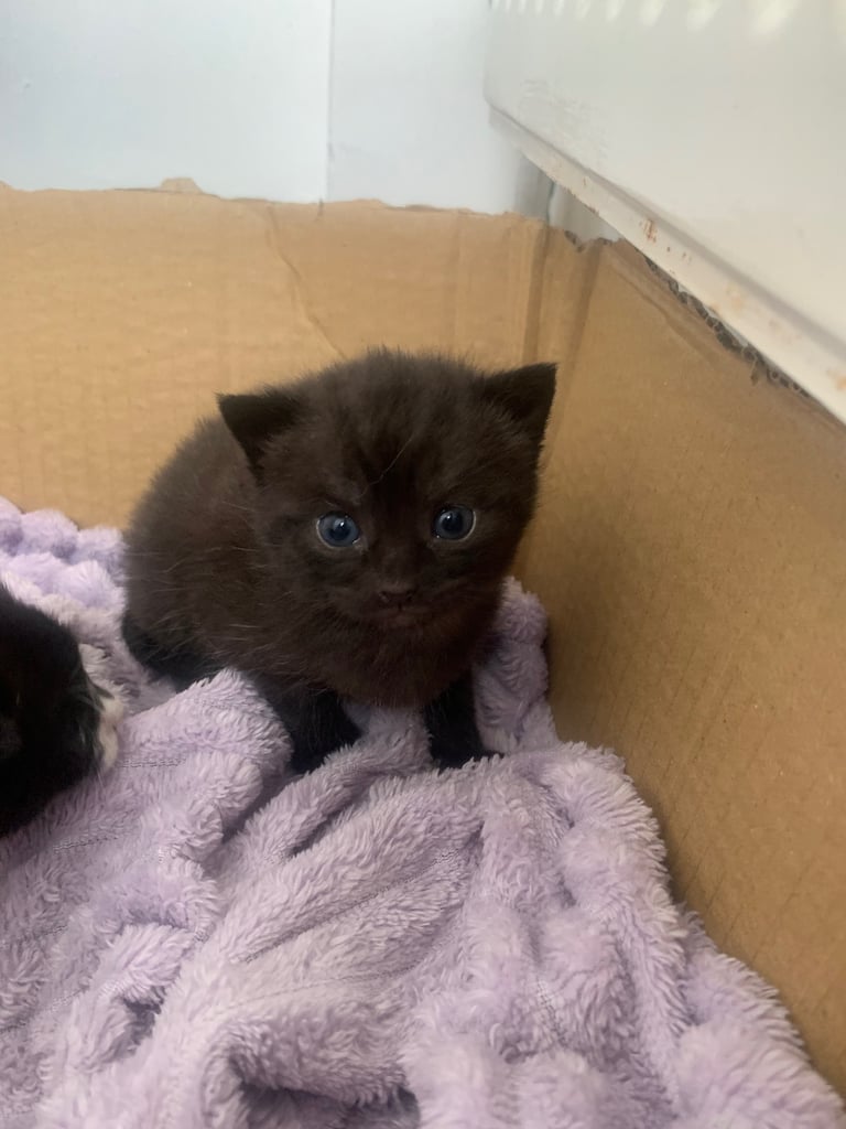 Kittens 