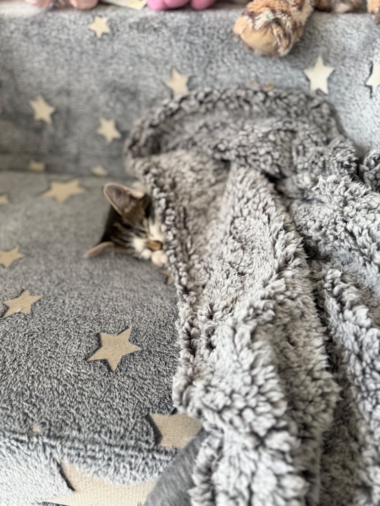 Cute 8 week old kitten